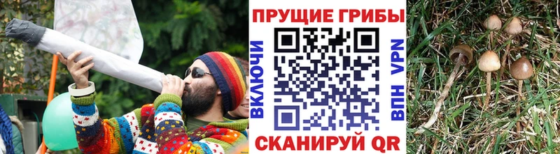Псилоцибиновые грибы прущие грибы  где найти наркотики  Шебекино 